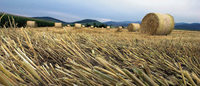 Bilder des Tages: BESSERE ERNTE Bilder des Tages: BESSERE ERNTE