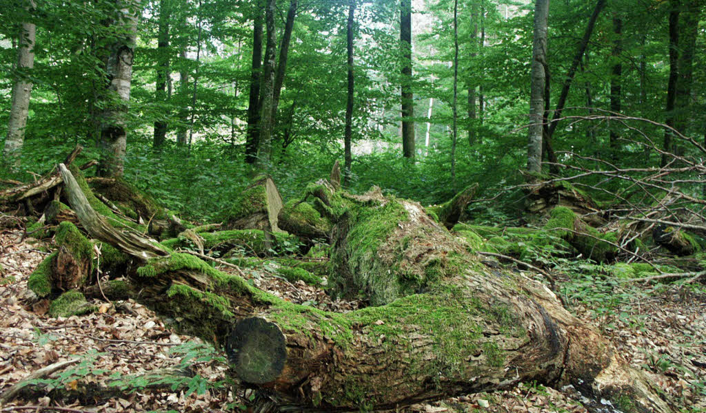 Bilder des Tages: IM BANNWALD - Lörrach - Badische Zeitung Bilder des Tages: IM BANNWALD - Lörrach - Badische Zeitung