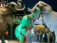 Afrikas Big Circus in Südbaden: ein wanderndes Problem Afrikas Big Circus in Südbaden: ein wanderndes Problem