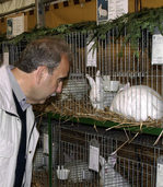 Jungtierschau Schönau: Karl Lais Pokalgewinner Jungtierschau Schönau: Karl Lais Pokalgewinner