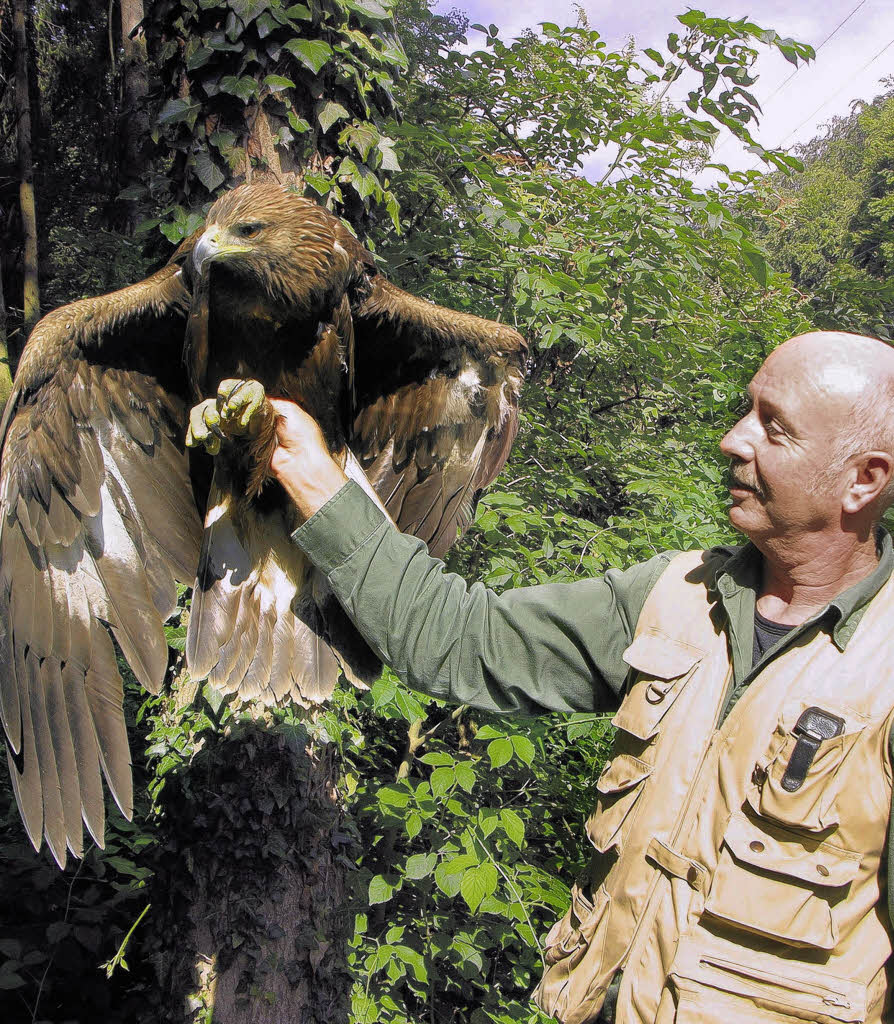 Steinadler bald Attraktion im Wildgehege - Waldshut-Tiengen - Badische