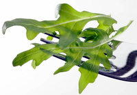 Edeka verkauft wieder Rucola Edeka verkauft wieder Rucola