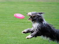 Deutsche Meisterschaften im Hunde-Frisbee Deutsche Meisterschaften im Hunde-Frisbee