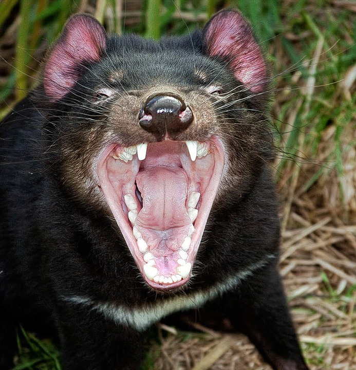 Bushwalking für Bibelfeste - Reise - Badische Zeitung