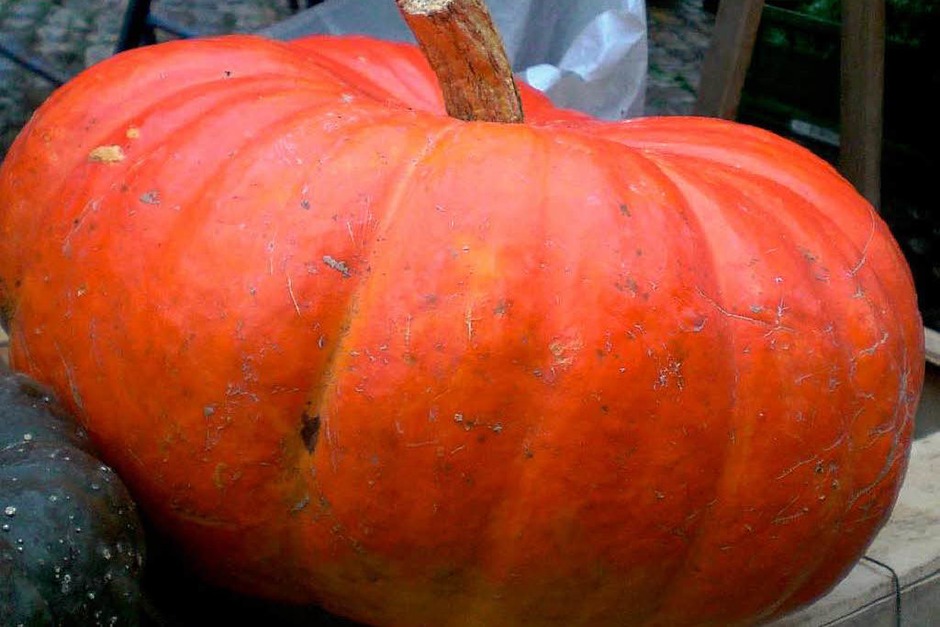 Der rote Zentner ist nicht nur sehr dekorativ, sondern eignet sich mit seinem aromatischen Fleisch gut für Suppen, zum Backen, als Konfitüre oder Rohkost. (Foto: Nadine Paulus) Der rote Zentner ist nicht nur sehr dekorativ, sondern eignet sich mit seinem aromatischen Fleisch gut für Suppen, zum Backen, als Konfitüre oder Rohkost. (Foto: Nadine Paulus)
