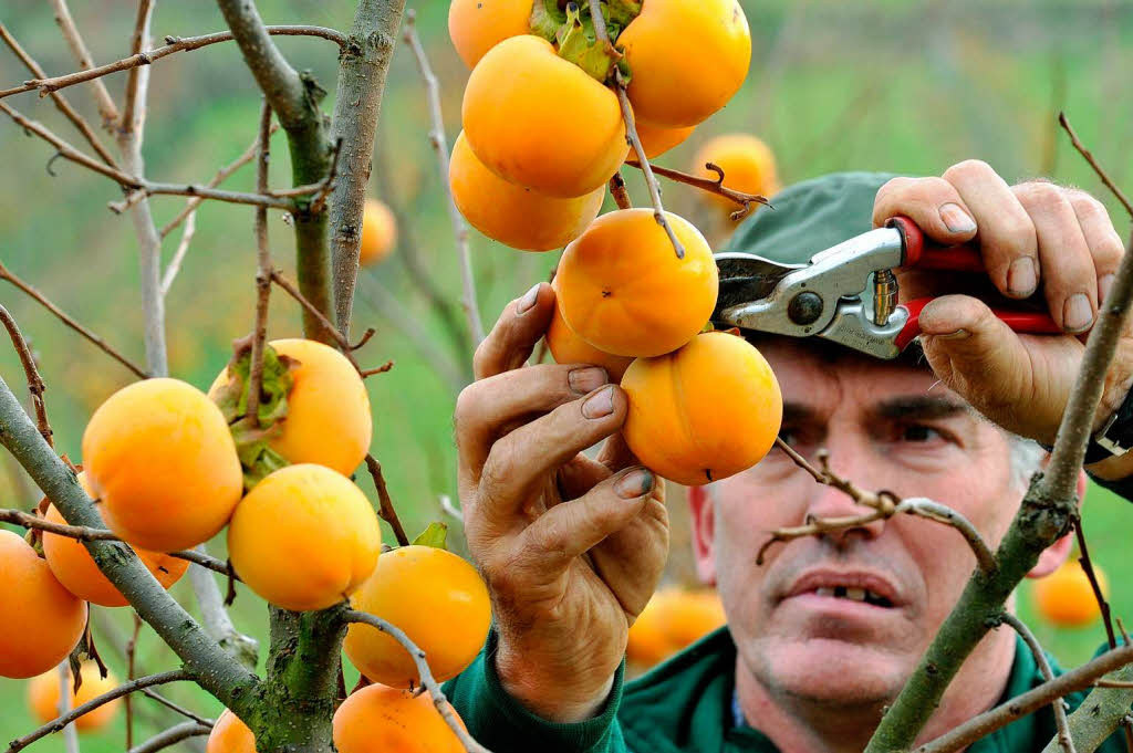 Kaki-Ernte im Kreis Emmendingen: Anton Schott bei der Arbeit. Foto: dpa