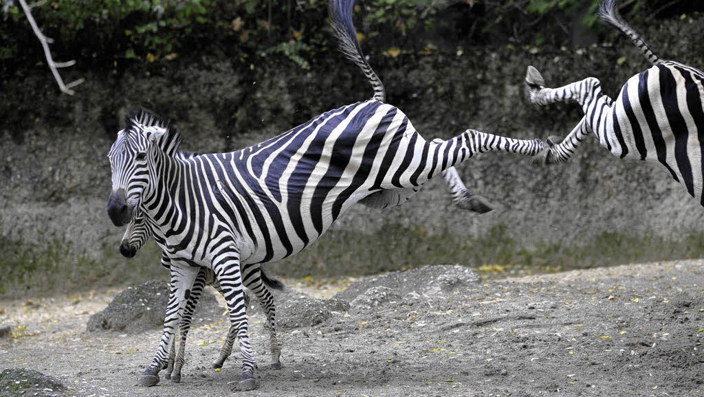 Sakrife Blog: Wass Up Lovely Zebra