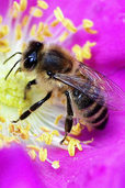 Ein Blumengruß für bedrängte Bienchen Ein Blumengruß für bedrängte Bienchen
