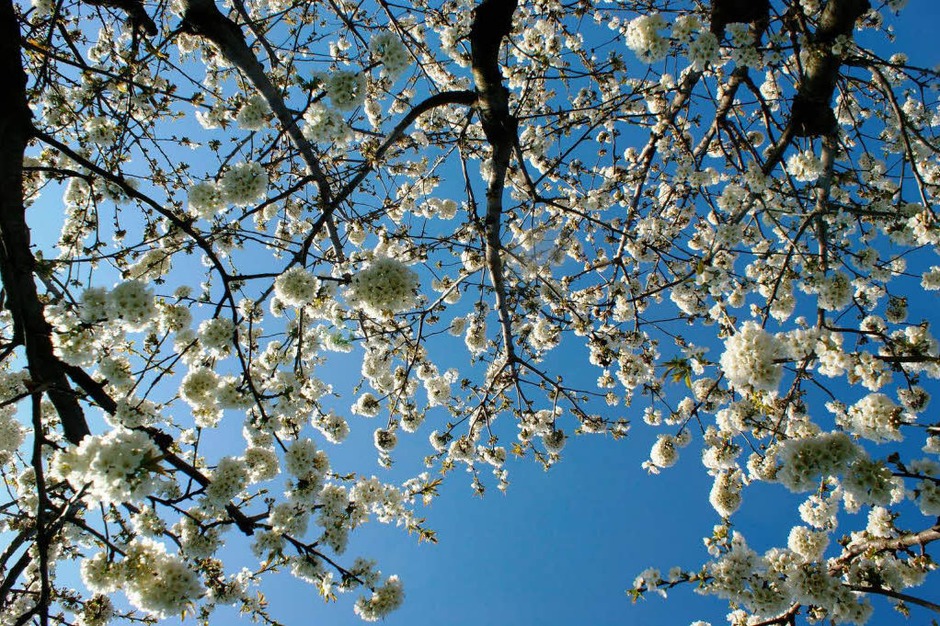 Die berühmten Kirschblüten vom Kaiserstuhl. (Foto: hans-jürgen truöl) Die berühmten Kirschblüten vom Kaiserstuhl. (Foto: hans-jürgen truöl)