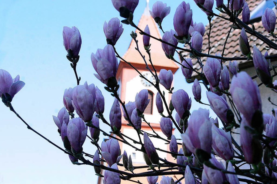 Die Magnolien in Ettenheimweiler Die Magnolien in Ettenheimweiler