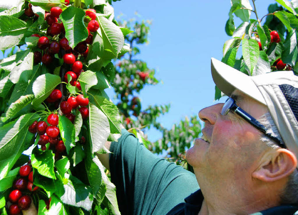 Obstbaumeister Walter Brand präsentiert in einer Obstanlage in ...