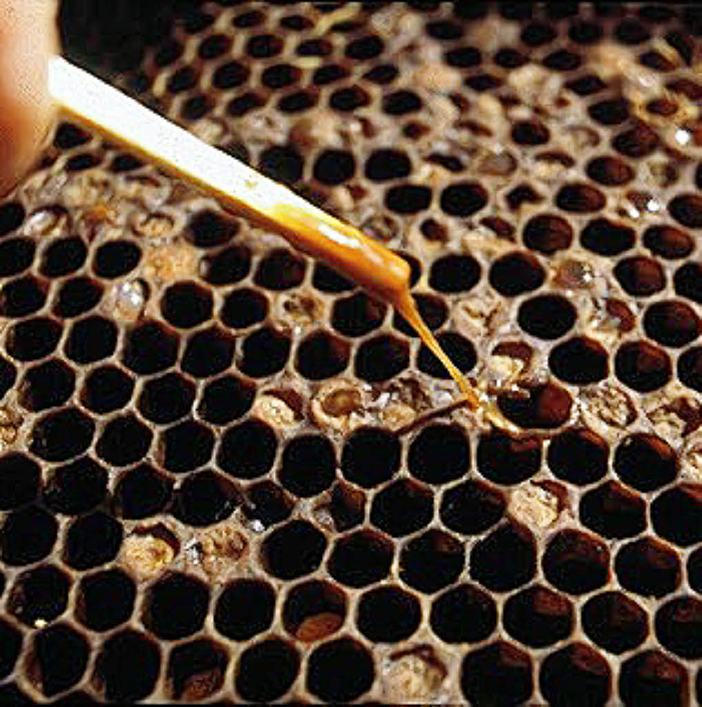 Faulbrut bedroht die Bienenvölker - Kreis Breisgau-Hochschwarzwald