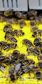 BIENEN BIENEN