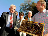Regierungsbienen: Kretschmann lässt "Schwarz-Gelb" für sich arbeiten Regierungsbienen: Kretschmann lässt "Schwarz-Gelb" für sich arbeiten