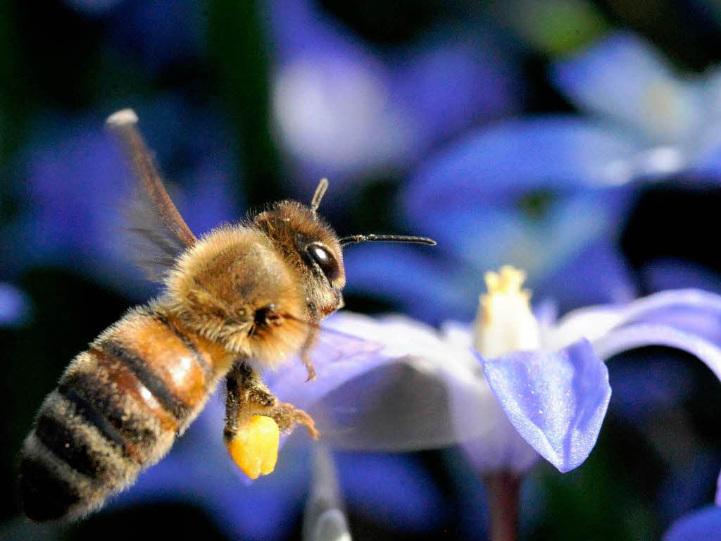 Den Imkern sterben im Winter die Bienen weg - Deutschland ...