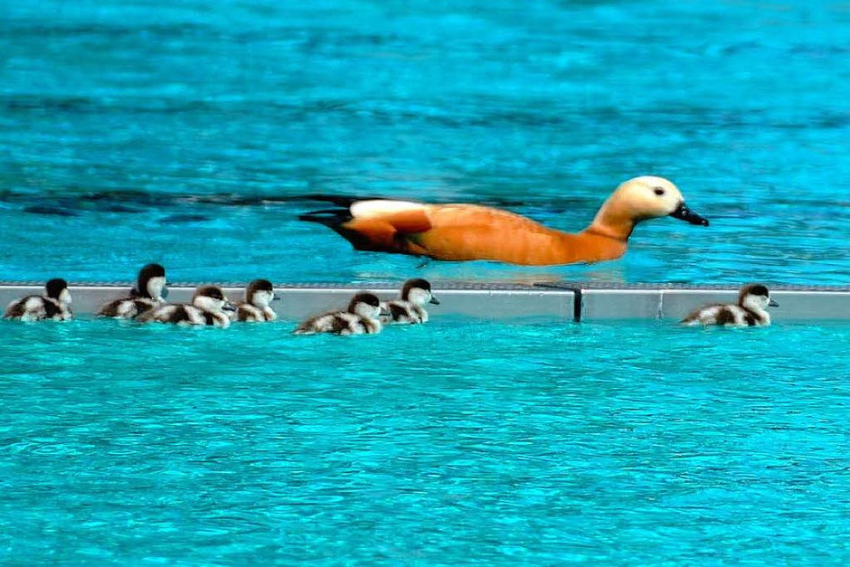 Oh, Mama wechselt die Seiten. Was nun? (Foto: André Hönig) Oh, Mama wechselt die Seiten. Was nun? (Foto: André Hönig)