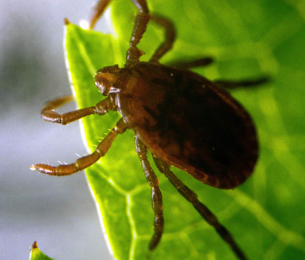 Zecken haben Hauptsaison - Grundschule sagt Wald-Ausflug ab