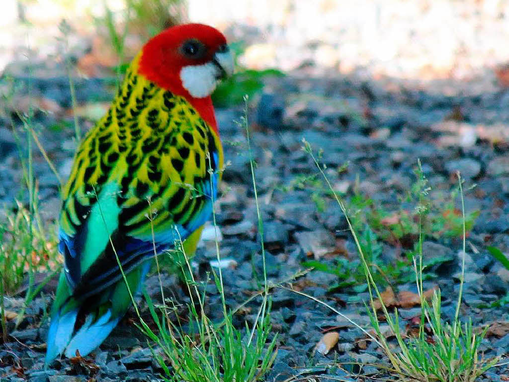 St. Blasien Bunter Vogel im Kolleg Exotischer Gast