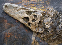 Reise in die Urzeit vor 47 Millionen Jahren Reise in die Urzeit vor 47 Millionen Jahren