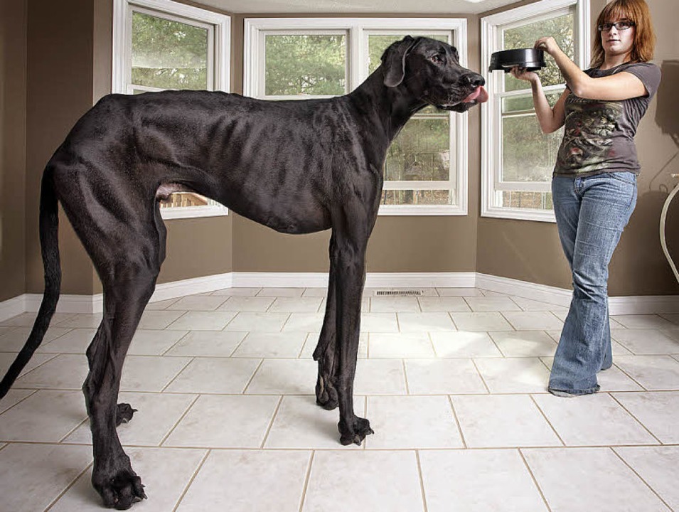 Der Größte Hund Der Welt Und Andere Rekorde Panorama Badische Zeitung 