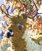 Als VIP zur Chrysanthema in Lahr Als VIP zur Chrysanthema in Lahr