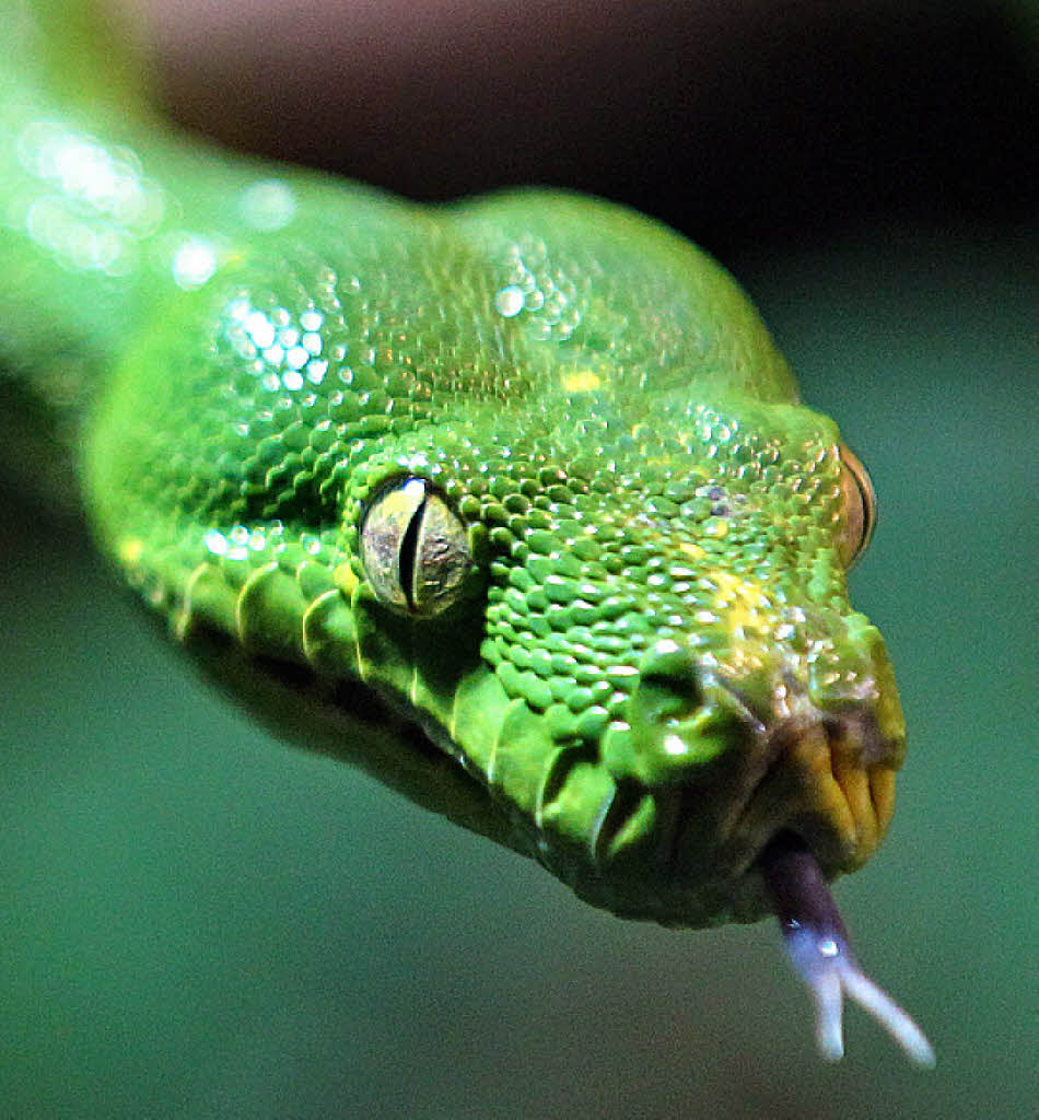 Giftige Schlangen WHO schl 228 gt Alarm Es fehlt weltweit an Schlangen Gegengift Giftige gegen 