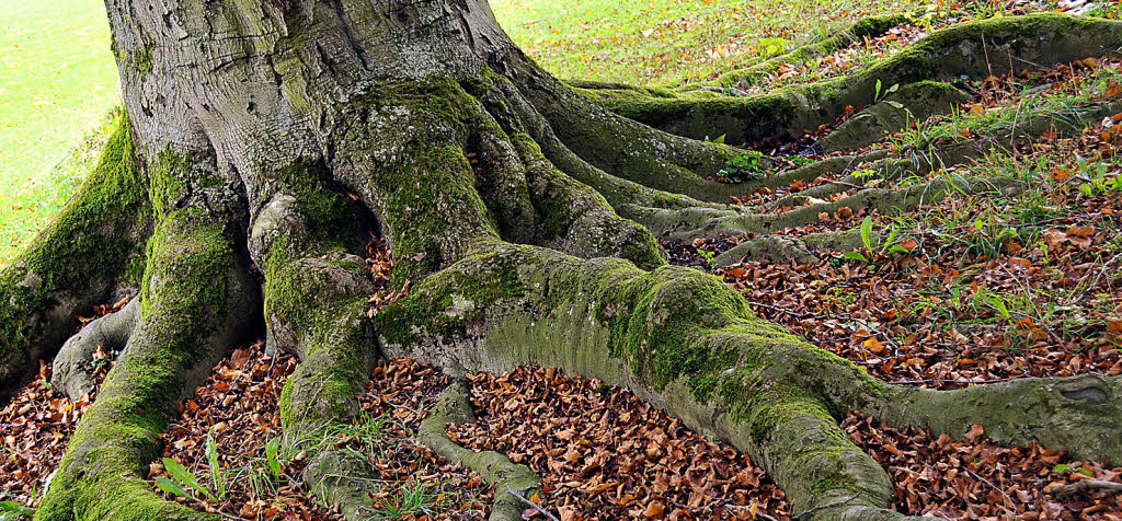 Baum Freiburg