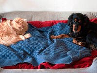 Hunde und Katzen dürfen bleiben Hunde und Katzen dürfen bleiben