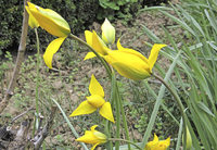 WILDTULPEN WILDTULPEN