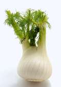 Der Fenchel beugt Blähungen vor und stillt Husten Der Fenchel beugt Blähungen vor und stillt Husten