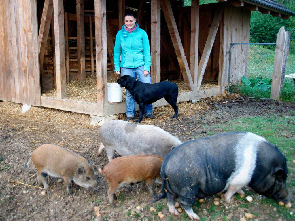 Sauerei! Hausschwein paart sich mit einem Wildschwein