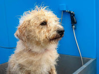 Hund Schlabbe testet ersten Hundewaschplatz in Kehl Hund Schlabbe testet ersten Hundewaschplatz in Kehl