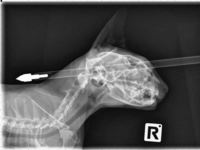 Katze überlebt mit Pfeil im Kopf Katze überlebt mit Pfeil im Kopf
