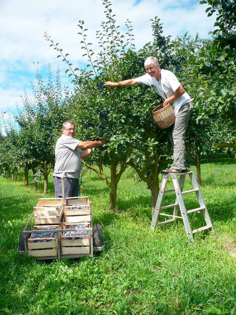 Birne In Flasche Am Baum