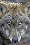 Wenn der Wolf kommt Wenn der Wolf kommt