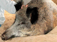 Haus-Wildschwein von Jäger erschossen Haus-Wildschwein von Jäger erschossen