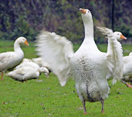 Gans artgerecht Gans artgerecht
