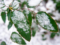 Garten im Januar: An frostfreien Tagen schneiden und setzen Garten im Januar: An frostfreien Tagen schneiden und setzen