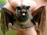 Sauschwänzlebahn: Dampflok versus Mopsfledermaus Sauschwänzlebahn: Dampflok versus Mopsfledermaus