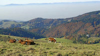 "Schönau soll der Hauptsitz sein" "Schönau soll der Hauptsitz sein"