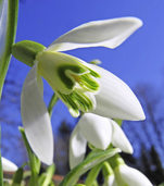 Krokusse und Co. mit Stauden kombinieren Krokusse und Co. mit Stauden kombinieren