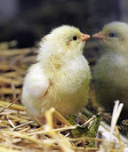 Piep, Piep Piep, Piep