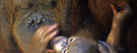ORANG-UTANS ORANG-UTANS