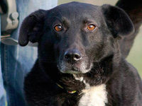Hunde hören zu und schweigen Hunde hören zu und schweigen