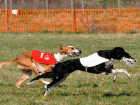 Eine Dose Hundefutter für den Sieger Eine Dose Hundefutter für den Sieger