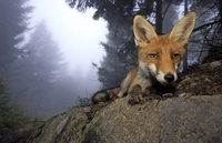 Fuchs ganz nah Fuchs ganz nah