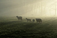 AM HORNWALD AM HORNWALD