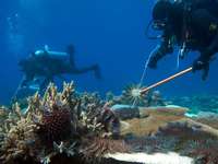 Killer-Seesterne setzen Great Barrier Reef zu Killer-Seesterne setzen Great Barrier Reef zu