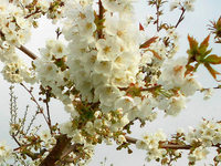 Meer an Kirschblüte Meer an Kirschblüte