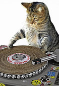Endlich: Der Plattenspieler für Katzen ist da! Endlich: Der Plattenspieler für Katzen ist da!